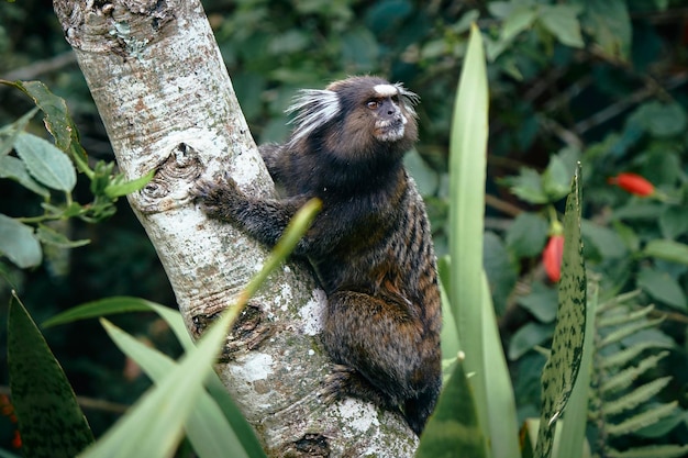 Primer plano de un lagarto en un árbol