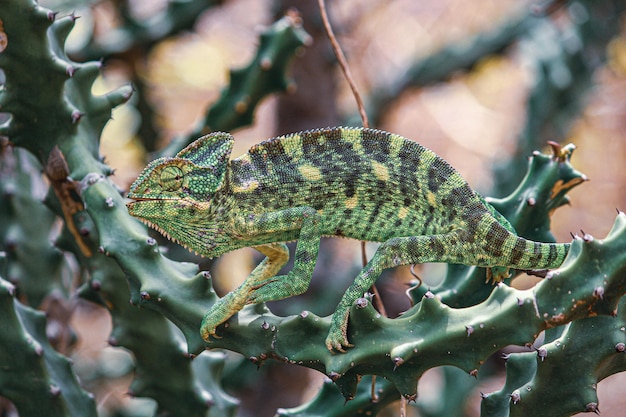 Foto primer plano de un lagarto en un árbol