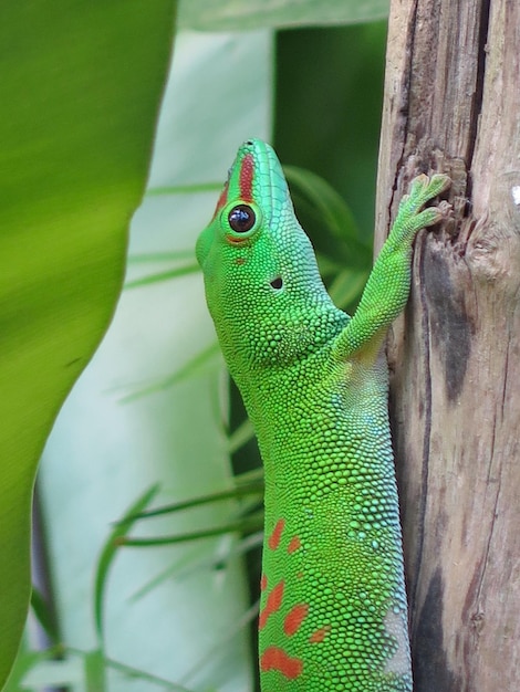 Foto primer plano de un lagarto en un árbol