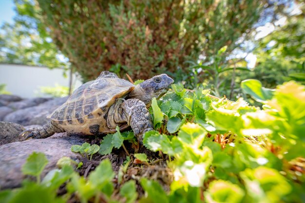 Primer plano de un lagarto en un árbol