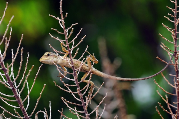 Primer plano de un lagarto en un árbol