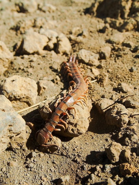 Foto primer plano de un lagarto en la arena de la playa