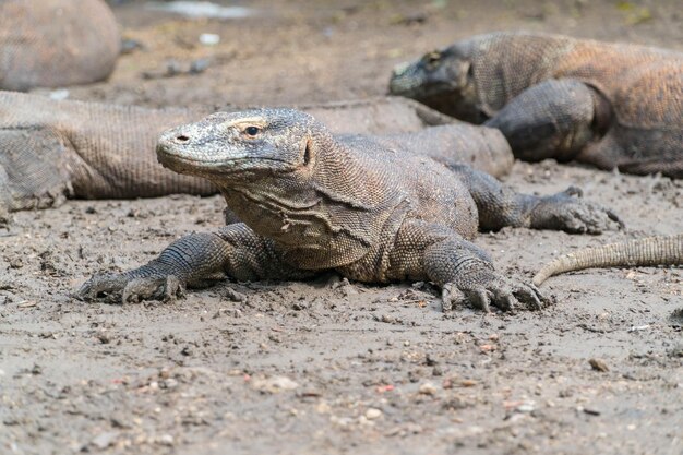 Foto primer plano de un lagarto en la arena de la playa