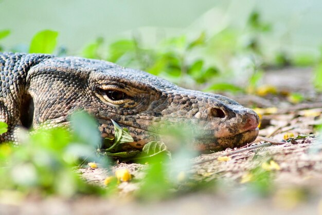 Primer plano de un lagarto en el campo
