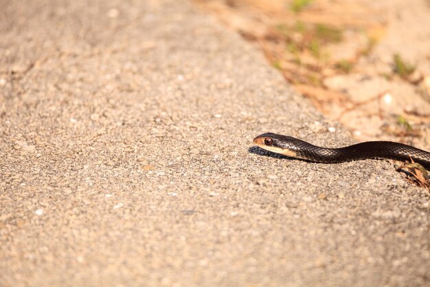 Foto primer plano de un lagarto en el campo