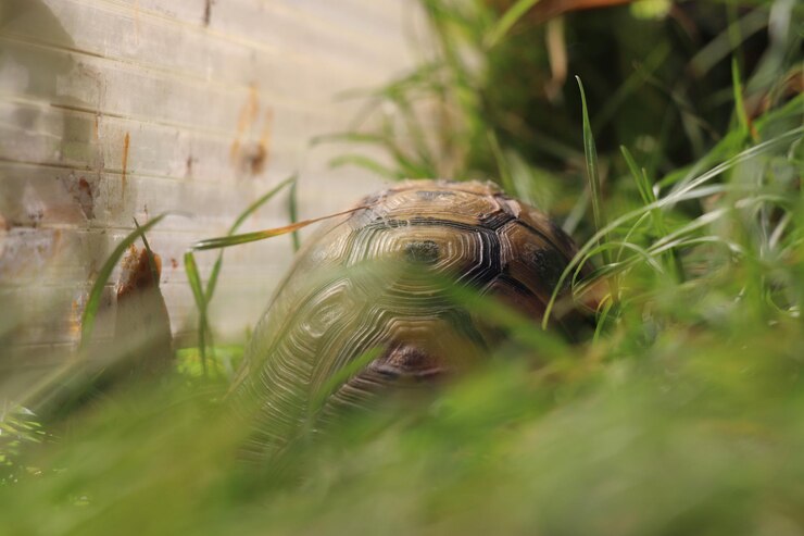 Foto primer plano de un lagarto en el césped
