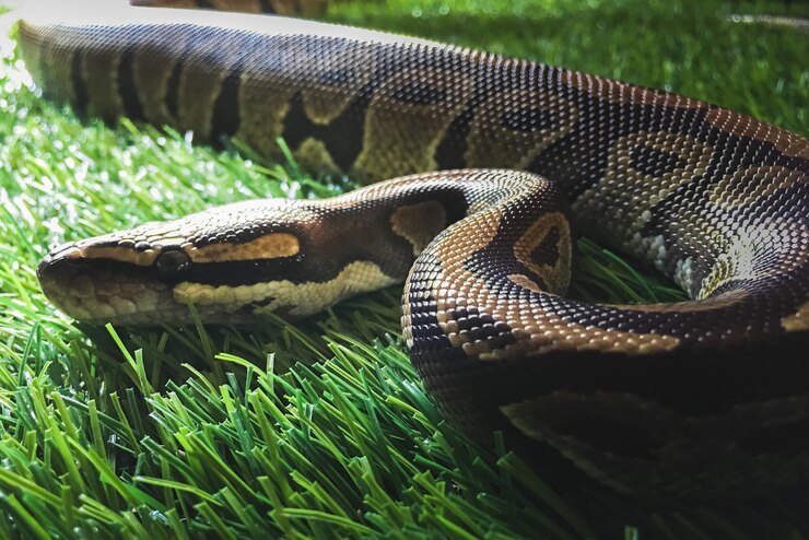 Foto primer plano de un lagarto en el césped