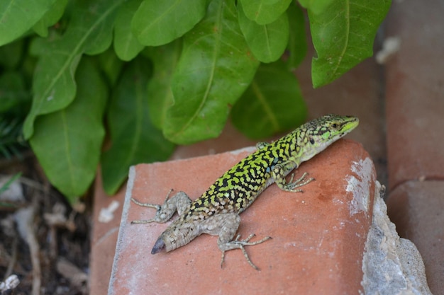 Foto primer plano de un lagarto sin cola