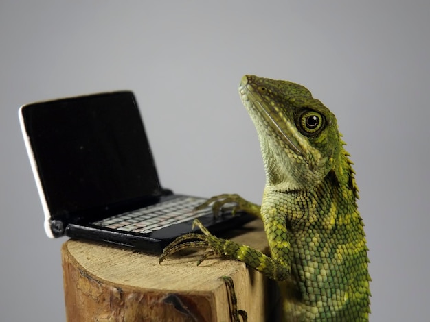 Foto primer plano de un lagarto y un cuaderno