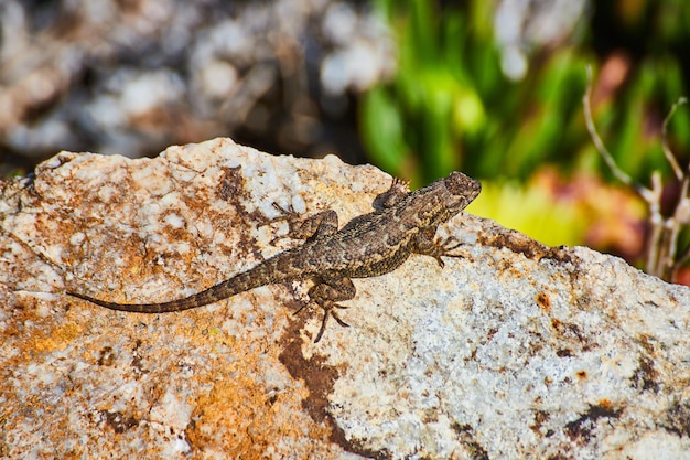 Foto primer plano de un lagarto del desierto descansando sobre una roca junto al follaje verde