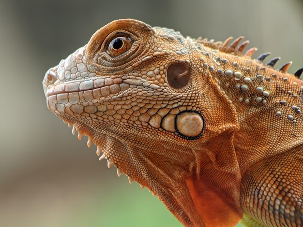 Primer plano del lagarto dragón