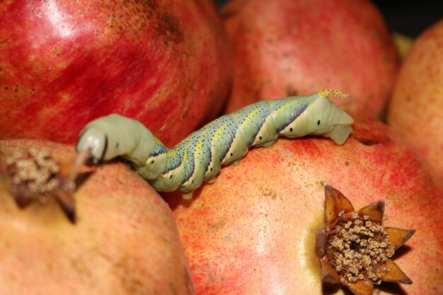 Foto primer plano de lagarto en la fruta