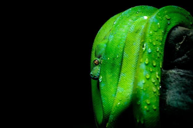 Foto primer plano de un lagarto en una hoja contra un fondo negro