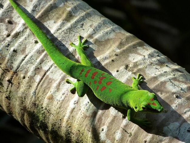 Foto primer plano de un lagarto en una hoja