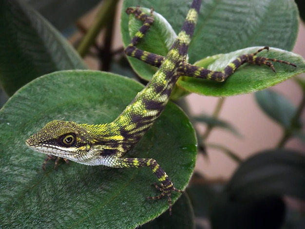 Primer plano de un lagarto en las hojas