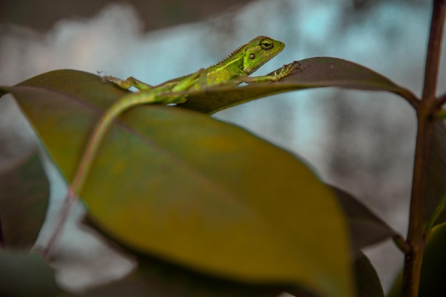 Primer plano de un lagarto en las hojas