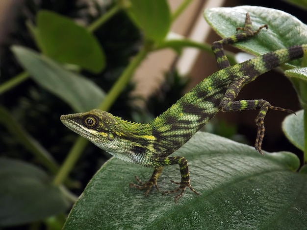 Primer plano de un lagarto en las hojas