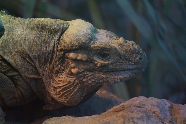 Primer plano de lagarto iguana verde en la cabeza