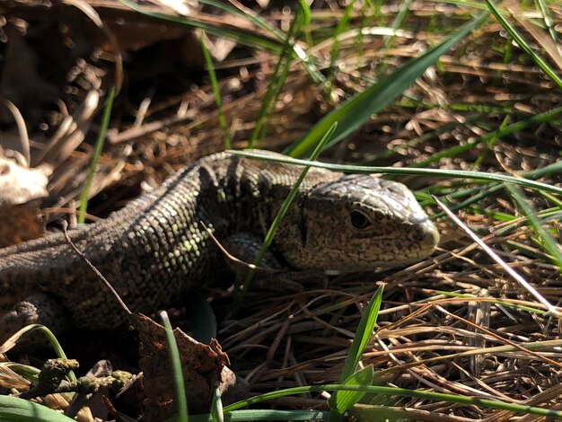 Primer plano de un lagarto joven