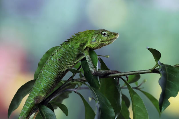 Primer plano de lagarto Jubata