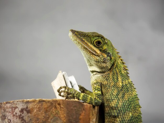 Foto primer plano de un lagarto leyendo un libro