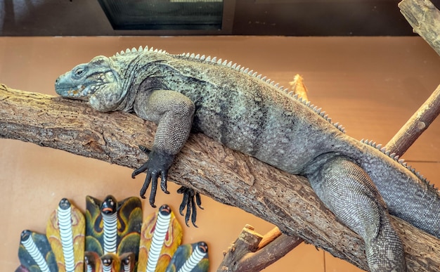 Primer plano de un lagarto en la madera