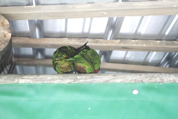 Foto primer plano de un lagarto en madera