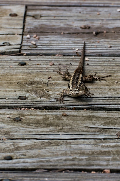 Primer plano de un lagarto en madera