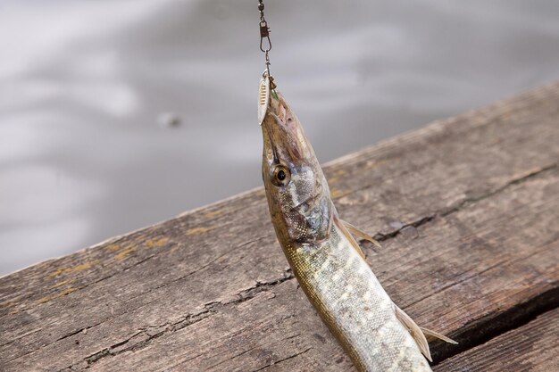 Foto primer plano de un lagarto en la madera