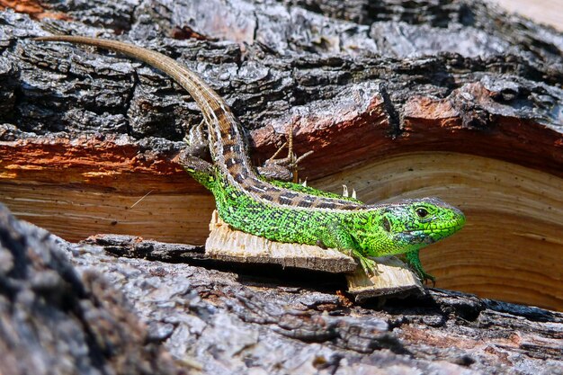 Foto primer plano de un lagarto en la madera