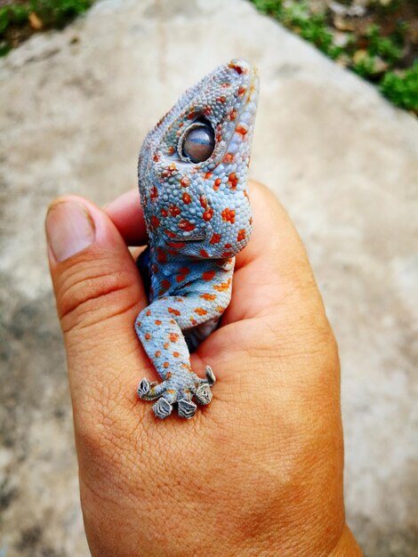 Foto primer plano de un lagarto con la mano