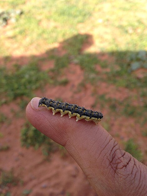 Foto primer plano de un lagarto con la mano