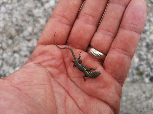 Primer plano de un lagarto en la mano