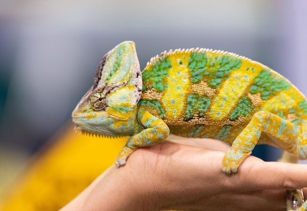 Foto primer plano de un lagarto con la mano