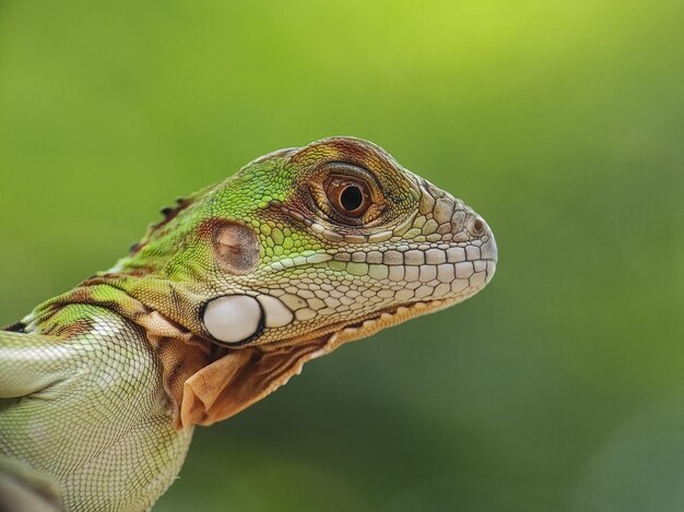 Primer plano de un lagarto con la mano