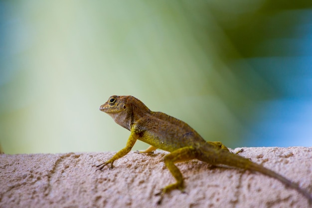 Foto primer plano de un lagarto en la pared de apoyo