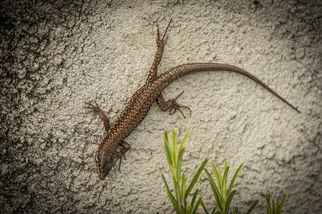 Foto un primer plano de un lagarto de pared común