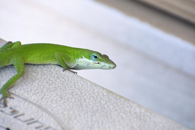 Foto primer plano de un lagarto en la pared