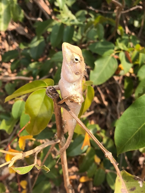 Primer plano de un lagarto en una planta