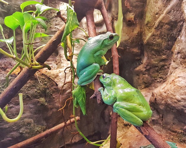 Foto primer plano de un lagarto en una planta