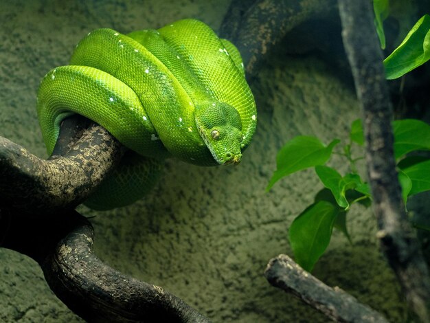 Primer plano de un lagarto en una planta