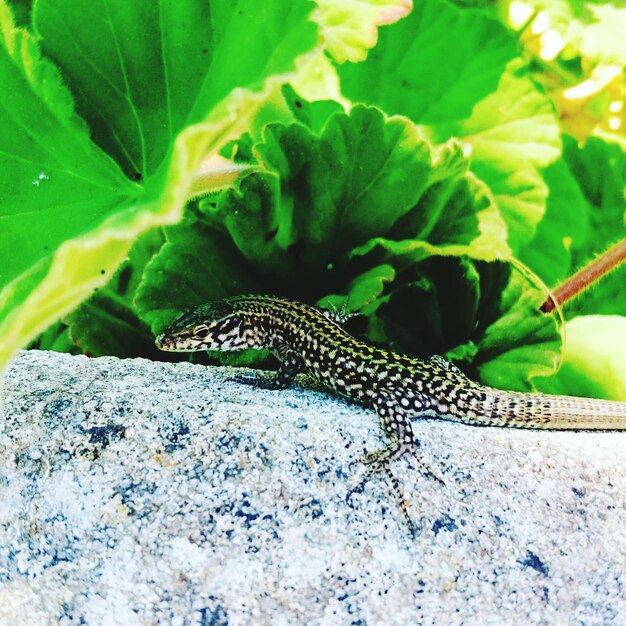 Foto primer plano de lagarto por las plantas