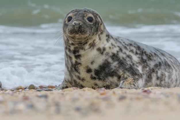 Primer plano de un lagarto en la playa