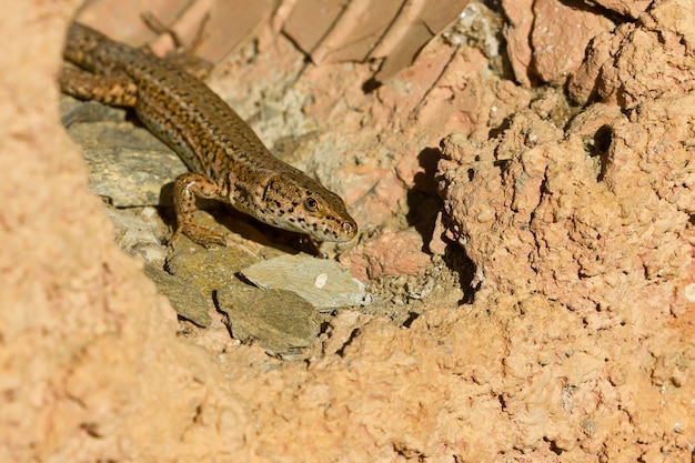 Primer plano de lagarto Podarcis Liolepis