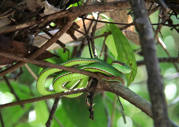 Foto primer plano de un lagarto en una rama de árbol