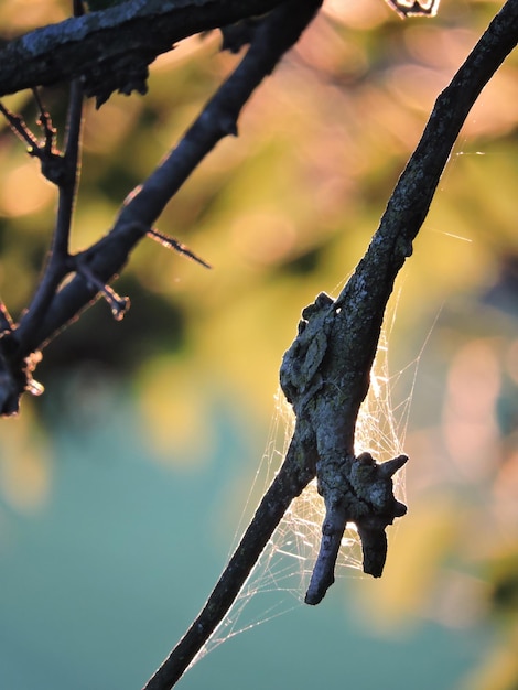 Foto primer plano de un lagarto en una rama