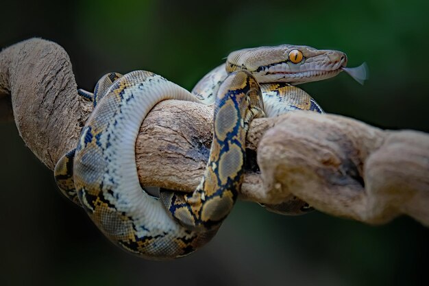Foto primer plano de un lagarto en una rama