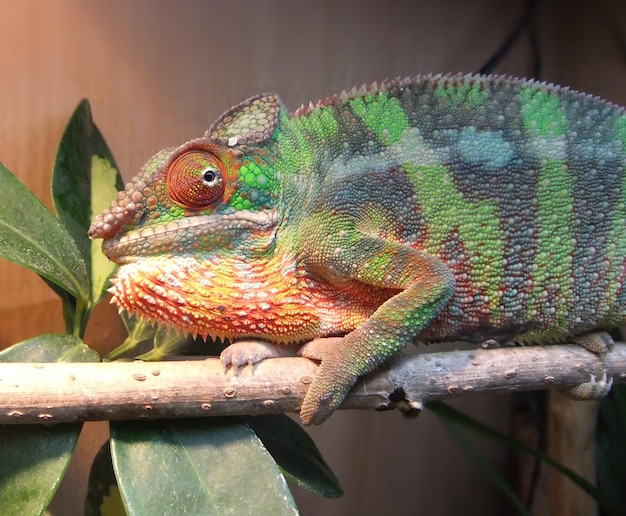 Primer plano de un lagarto en una rama