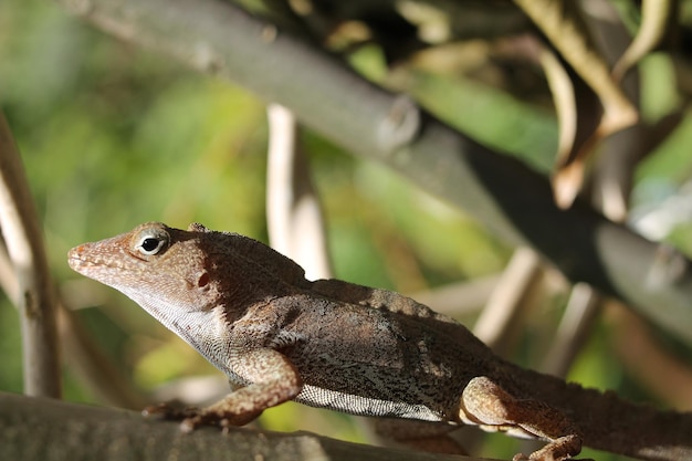 Primer plano de un lagarto en una rama