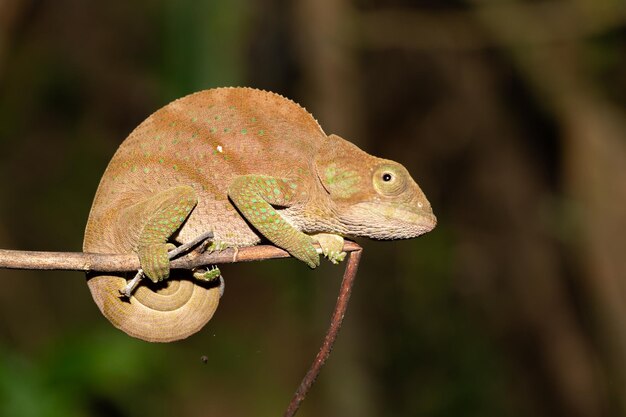 Foto primer plano de un lagarto en una rama